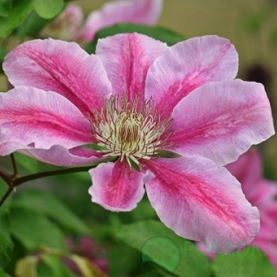 картинка Клематис Pink Beauty 