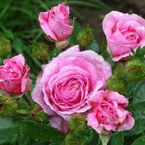 картинка Роза флорибунда Селебрейтинг Лайф 