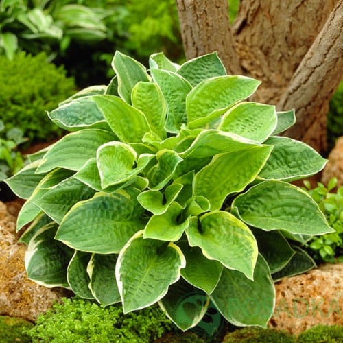 картинка Хоста Christmas Tree 