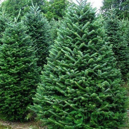 картинка Пихта корейская Abies Koreana 