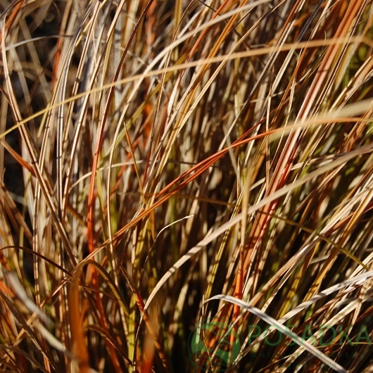 картинка Осока степная Prairie Fire 