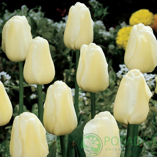 картинка Тюльпан Ivory Floradale 