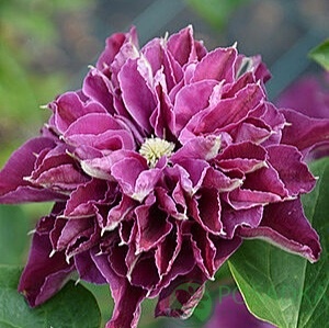 картинка Клематис Hot Love PBR QE 