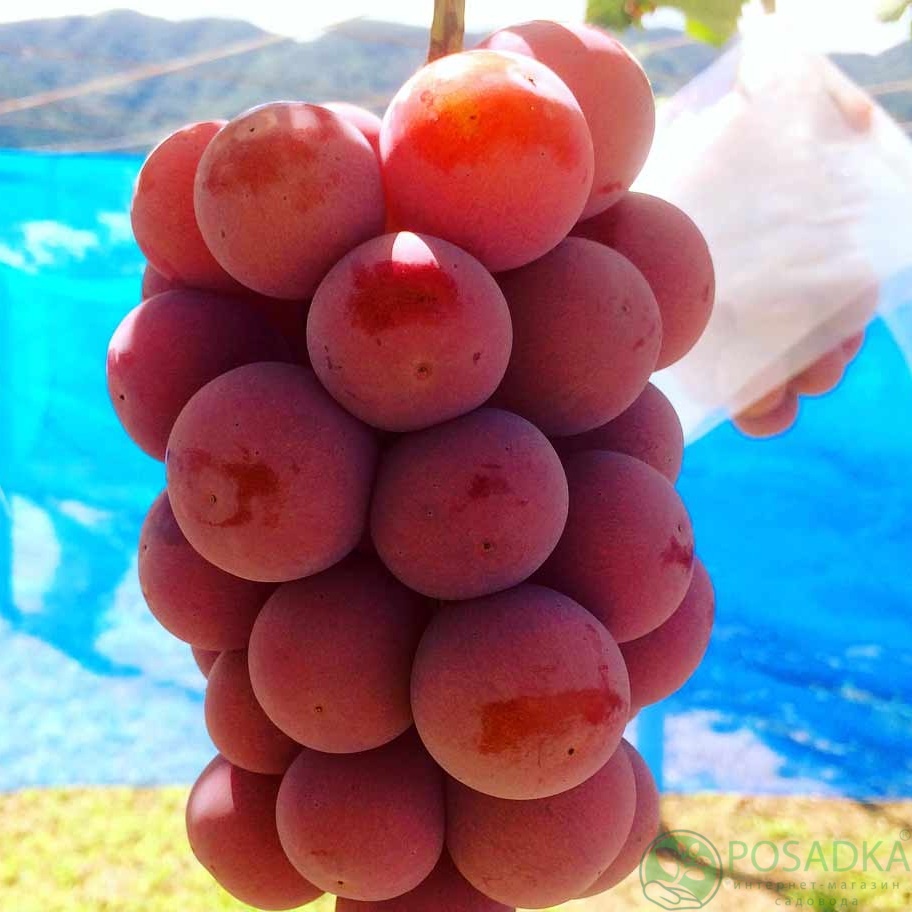 картинка Виноград Королева Нина 