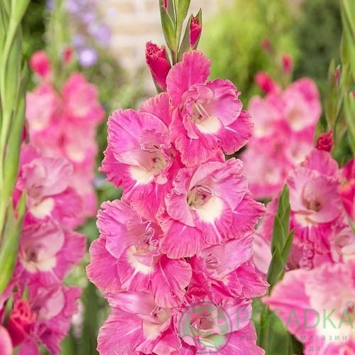 картинка Гладиолус Pink Parrot 