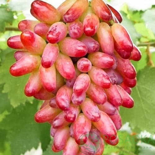 картинка Виноград Оригинал 