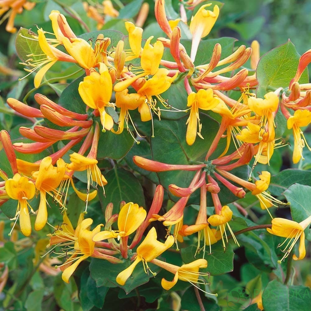 картинка Жимолость Тельмана (Lonicera tellmanniana) 2л 
