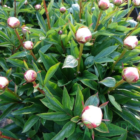 картинка Пион травянистый Florence Nicholls 