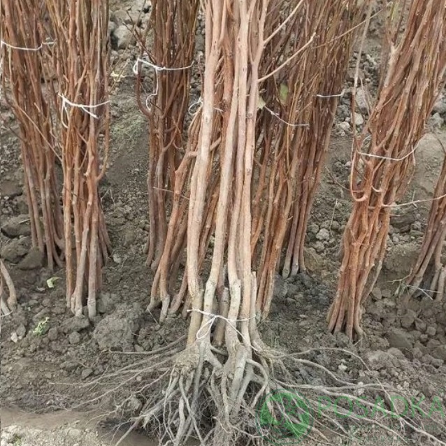 картинка Хурма Сосновская (морозостойкая, ранняя) 