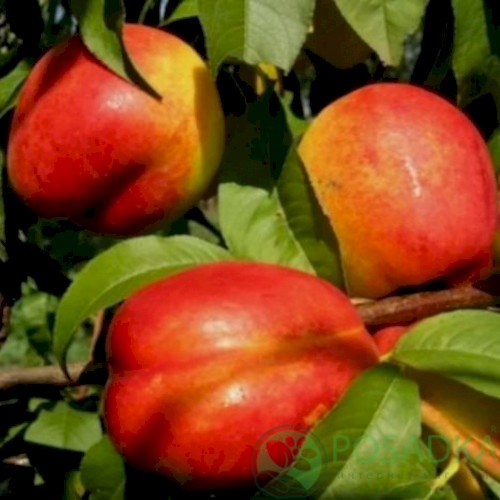 картинка Нектарин Хемус 