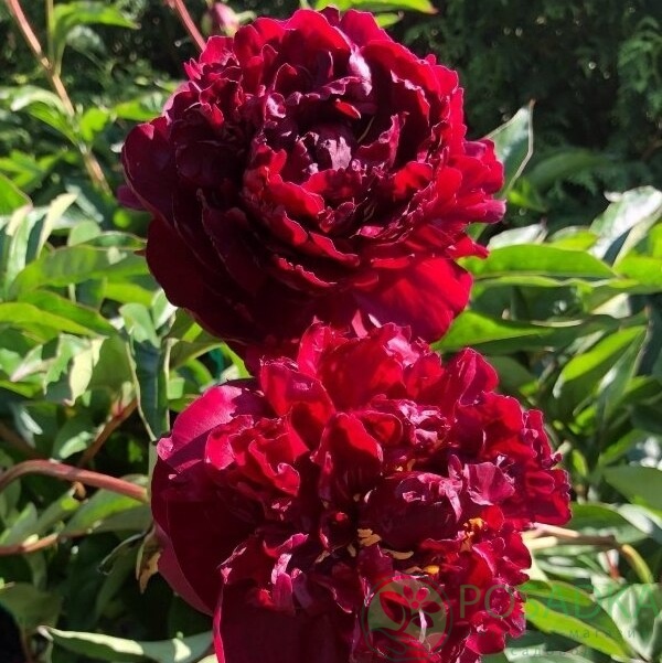 картинка Пион травянистый Francoise Ortegat 