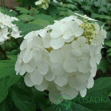 картинка Гортензия дуболистная Сноу Куин 