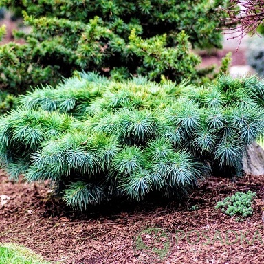 картинка Кедр ливанский Hedgehog 