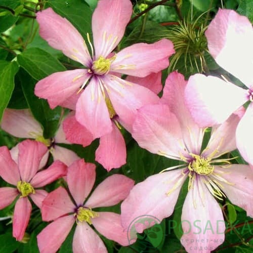 картинка Клематис Ai-Nor (Ай-Нор) 