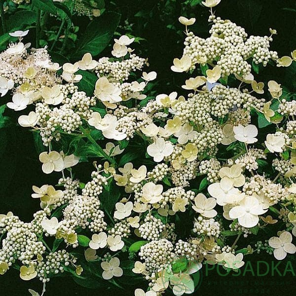 картинка Гортензия метельчатая Дарума (Dharuma) 