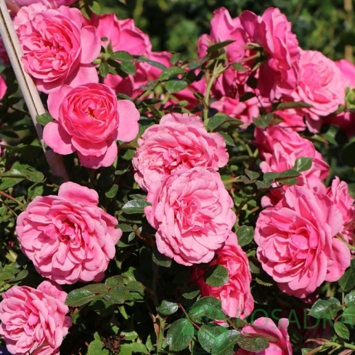 картинка Роза плетистая Ева 