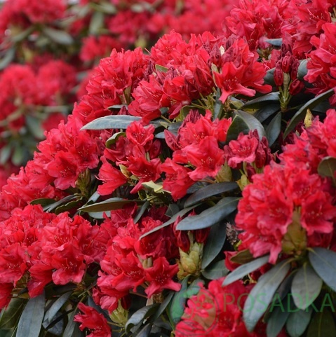 картинка Рододендрон гибридный Erato 