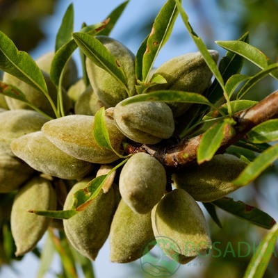 картинка Миндаль Антик (привитой) 