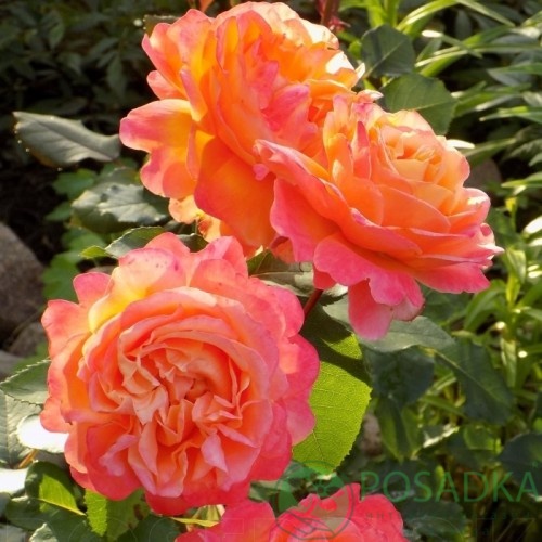 картинка Роза чайно-гибридная Френези 