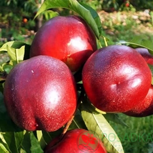 картинка Нектарин Флейвор топ 