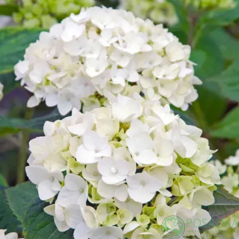 картинка Гортензия крупнолистная Endless Summer The Bride 