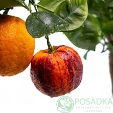 картинка Лимон Аркобалено 