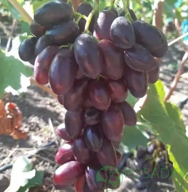 картинка Виноград Журавчик Вишнёвый 