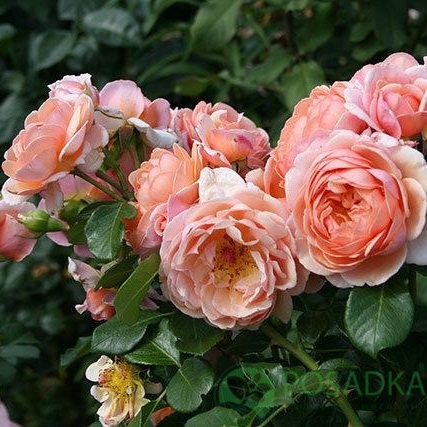 картинка Роза плетистая Элизабет Стюарт (Elizabeth Stuart) 