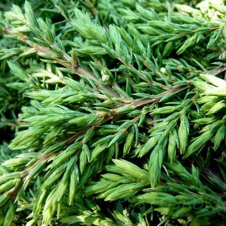 картинка Можжевельник обыкновенный Грин Карпет 