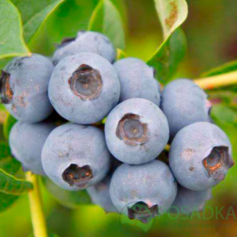 картинка Голубика 3 летняя Торо (контейнер С2) 