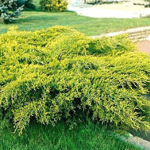 картинка Можжевельник средний Old Gold  