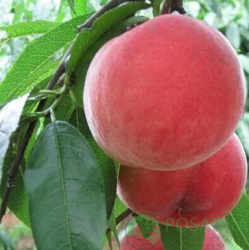 картинка Персик Эрли Роял Ви 