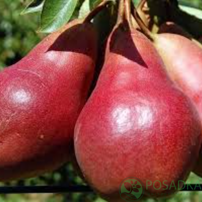 картинка Груша Генерал Тотлебен 