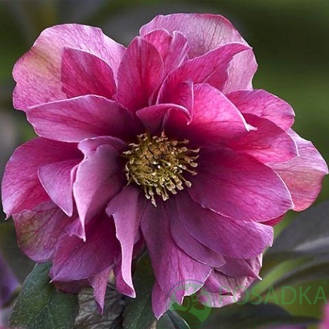 картинка Морозник махровый Hybrids Pink Promise 