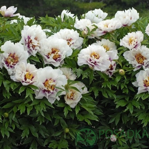 картинка Пион ITOH Cora Louise (Кора Луиза) 