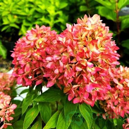 картинка Гортензия метельчатая Bee Green (Би Грин) 