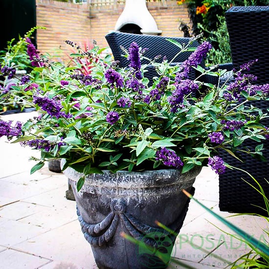 картинка Буддлея Давида Petite Blue Heaven 