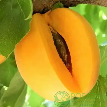 картинка Априум Флейвор Дельт 