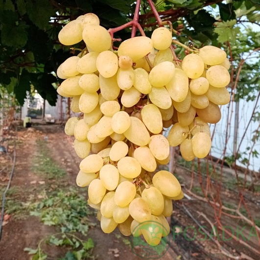 картинка Виноград Памяти Шмелева 