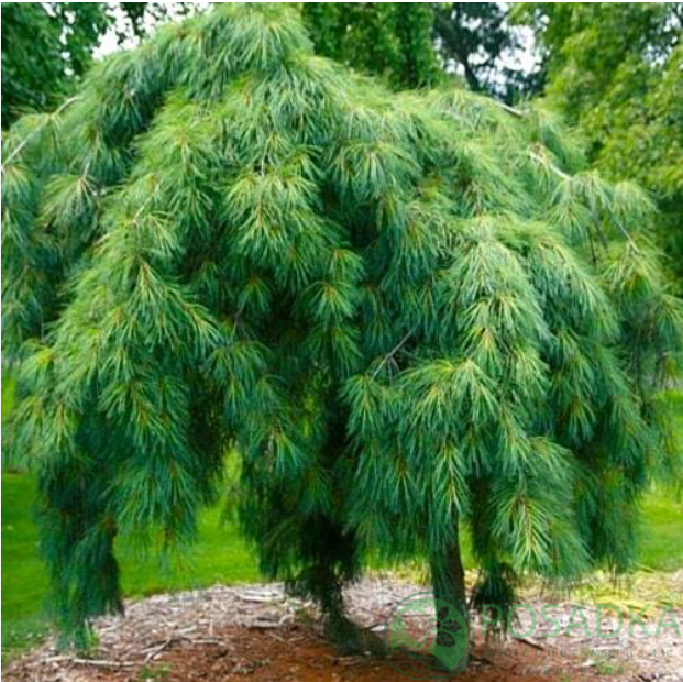 картинка Сосна веймутова Пендула 