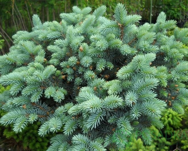 картинка Ель колючая Соня 3л 