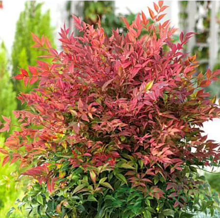 картинка Нандина домашняя Red Dragon 