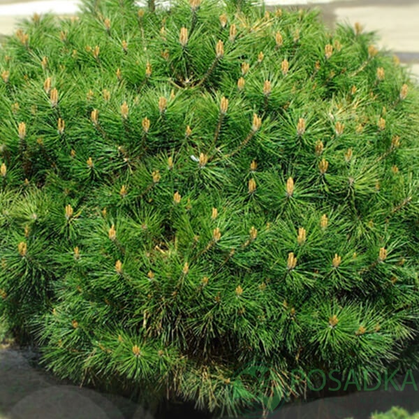 картинка Сосна чёрная ‘Мария Брегон (Marie Bregeon) 