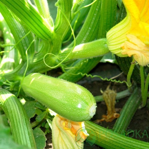картинка Семена кабачок Гайдамака 3 г, SeedEra 