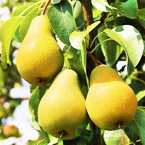 картинка Груша колоновидная Декора 