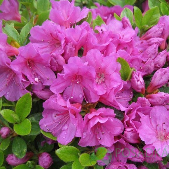 картинка Азалия японская Geisha Purple 
