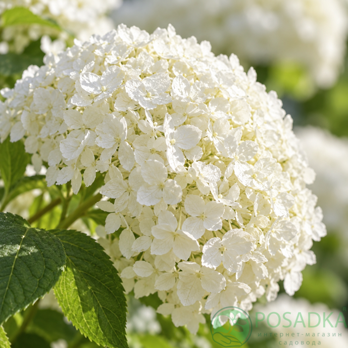 картинка Гортензия древовидная Grandiflora (Грандифлора) 