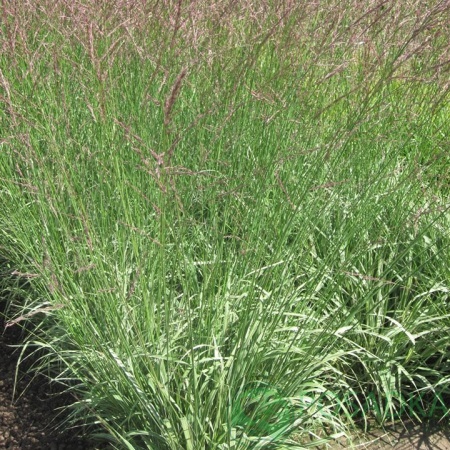 картинка Молиния голубая арундинацея Mostenveld 