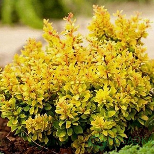 картинка Барбарис Тунберга Голдалита (Goldalita) 