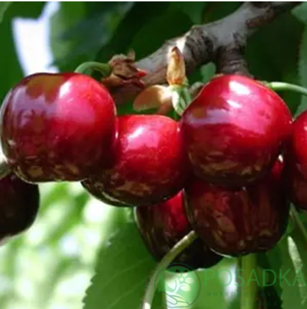 картинка Черешня Стар 